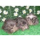 Langhaar u.kurzhaar, Angora - weiblich