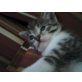 Langhaar und Kurzhaar Katze - Kater