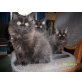 Langhaarbabykätzchen - Katze