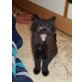 Langhaarkätzchen - Katze