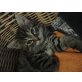 Langhaarkätzchen - Katze