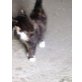 Langhaarkatze - Katze