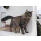 Langharr- Tiger- Mix Tobita, Langhaar- Mix - Katze