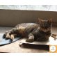 Langnäschen, EKH - Kater