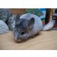 Langschwanzchinchilla