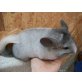 Langschwanzchinchilla