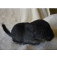 Langschwanzchinchilla