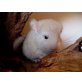 Langschwanzchinchilla