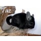 Langschwanzchinchilla