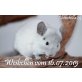 Langschwanzchinchilla