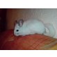 Langschwanzchinchilla