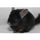 Langschwanzchinchilla