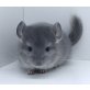 Langschwanzchinchilla - männlich