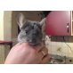 Langschwanzchinchilla - männlich