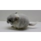 Langschwanzchinchilla - männlich