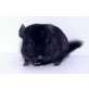 Langschwanzchinchilla - männlich