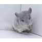 Langschwanzchinchilla - männlich