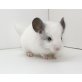Langschwanzchinchilla - männlich
