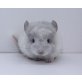 Langschwanzchinchilla - männlich