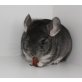 Langschwanzchinchilla - männlich