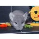 Langschwanzchinchilla - männlich