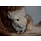 Langschwanzchinchilla - männlich