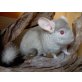 Langschwanzchinchilla - männlich