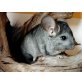 Langschwanzchinchilla - männlich