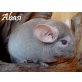 Langschwanzchinchilla - männlich