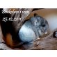Langschwanzchinchilla - männlich