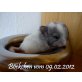 Langschwanzchinchilla - männlich