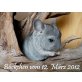 Langschwanzchinchilla - männlich