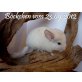 Langschwanzchinchilla - männlich