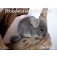 Langschwanzchinchilla - männlich