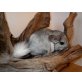 Langschwanzchinchilla - männlich