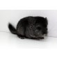 Langschwanzchinchilla - männlich
