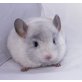 Langschwanzchinchilla - männlich
