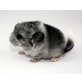 Langschwanzchinchilla - männlich