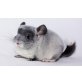 Langschwanzchinchilla - männlich