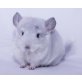 Langschwanzchinchilla - männlich