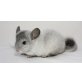 Langschwanzchinchilla - männlich