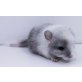 Langschwanzchinchilla - männlich