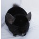 Langschwanzchinchilla - männlich