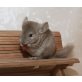 Langschwanzchinchilla - männlich