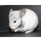 Langschwanzchinchilla - männlich