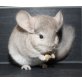 Langschwanzchinchilla - männlich