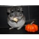 Langschwanzchinchilla - männlich