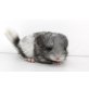 Langschwanzchinchilla - männlich