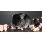 Langschwanzchinchilla - männlich