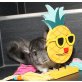 Langschwanzchinchilla - männlich
